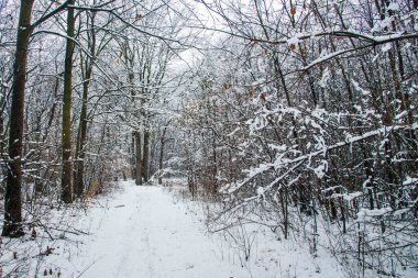 Kar yağan kış manzarası. Kar ormanı, kar yağıyor. Noel Yeni Yıl arkaplanı muhteşem bir manzara. Soğuk hava