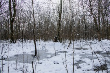 Kar yağan kış manzarası. Kar ormanı, kar yağıyor. Noel Yeni Yıl arkaplanı muhteşem bir manzara. Soğuk hava