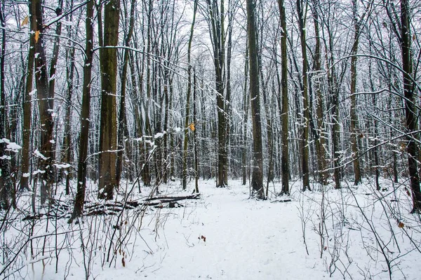 Winterlandschaft Mit Fallendem Schnee Schneewald Schnee Fällt Weihnachten Winter Neujahr — Stockfoto