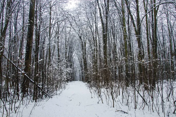 Winterlandschaft Mit Fallendem Schnee Schneewald Schnee Fällt Weihnachten Winter Neujahr — Stockfoto