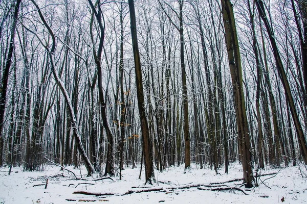 Paisaje Invernal Con Nieve Cayendo Bosque Nieve Nieve Está Cayendo —  Fotos de Stock