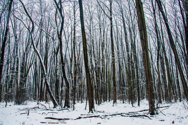 Winter landscape with falling snow. Snow forest, snow is falling. Christmas Winter New Year background magnificent scenery. Cold temperature