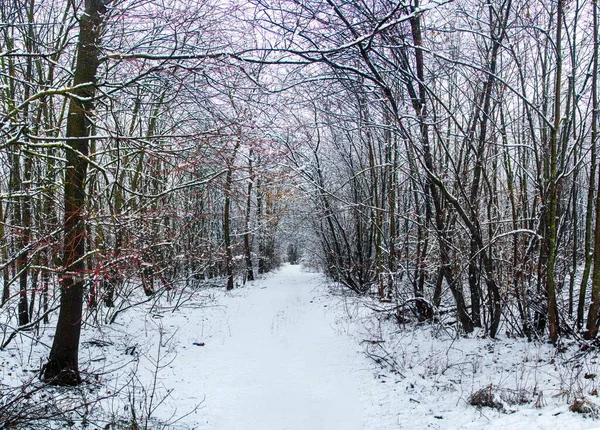 Winter landscape with falling snow. Snow forest, snow is falling. Christmas Winter New Year background magnificent scenery. Cold temperature