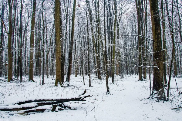 Paisaje Invernal Con Nieve Cayendo Bosque Nieve Nieve Está Cayendo —  Fotos de Stock