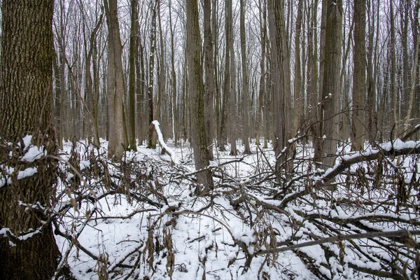 Paisagem Inverno Com Neve Caindo Floresta Neve Neve Está Cair — Fotografia de Stock