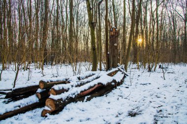 Ormana kar yağıyor. Noel sezonu, yeni yıl. Soğuk hava.