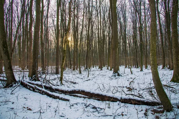 Schnee Fällt Wald Weihnachtszeit Neujahr Kalte Temperatur — Stockfoto