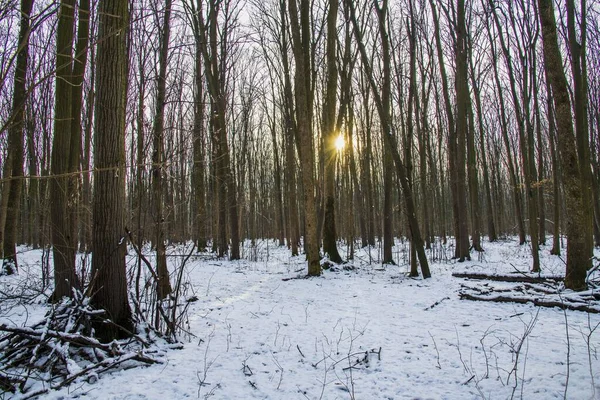 Schnee Fällt Wald Weihnachtszeit Neujahr Kalte Temperatur — Stockfoto