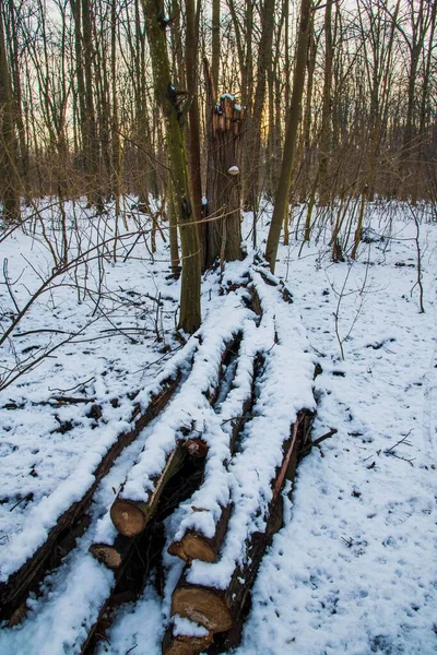 Schnee Fällt Wald Weihnachtszeit Neujahr Kalte Temperatur — Stockfoto