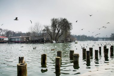Parkta güzel bir kış günü, Bükreş 'te Parcul Tineretului
