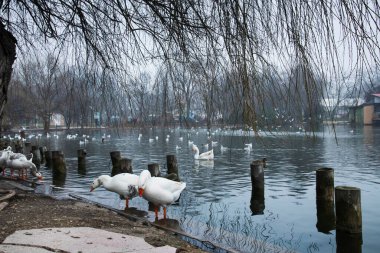 Parkta güzel bir kış günü, Bükreş 'te Parcul Tineretului
