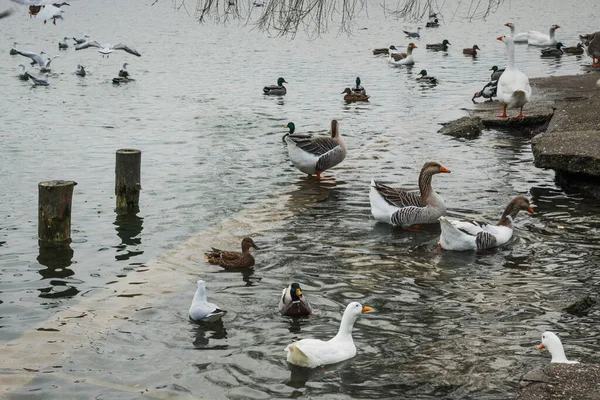 Hermoso Día Invierno Parque Parcul Tineretului Bucarest —  Fotos de Stock