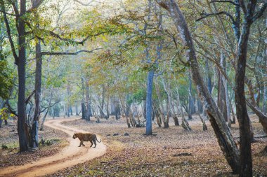 Kaplan sabah erkenden yürüyor. Av zamanı. Görüntü Nagarahole Ormanı, Karnataka, Hindistan 'da çekildi..