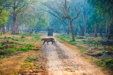 Kaplan sabah erkenden yürüyor. Av zamanı. Görüntü Nagarahole Ormanı, Karnataka, Hindistan 'da çekildi..