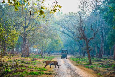 Kaplan sabah erkenden yürüyor. Av zamanı. Görüntü Nagarahole Ormanı, Karnataka, Hindistan 'da çekildi..