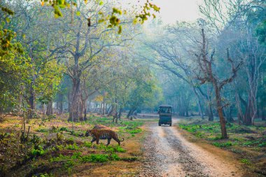 Kaplan sabah erkenden yürüyor. Av zamanı. Görüntü Nagarahole Ormanı, Karnataka, Hindistan 'da çekildi..