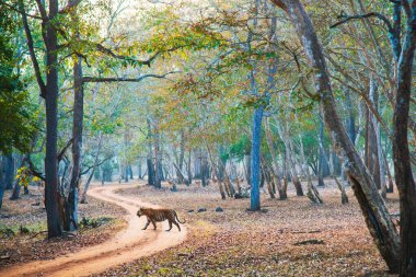 Kaplan sabah erkenden yürüyor. Av zamanı. Görüntü Nagarahole Ormanı, Karnataka, Hindistan 'da çekildi..