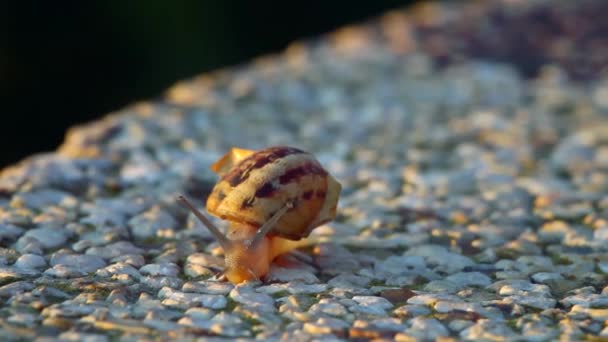 Caracol al atardecer — Vídeos de Stock