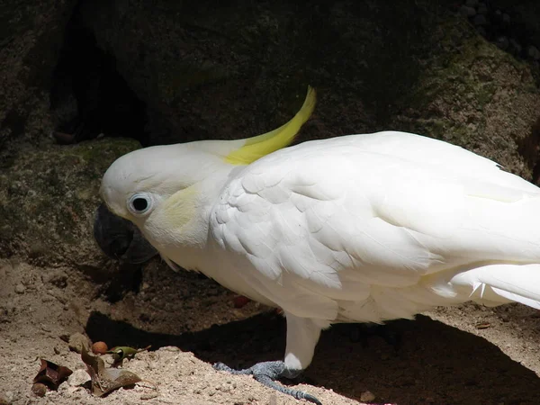 Excelente Representante Las Aves Cacatúa Cresta Amarilla Cacatúa Australiana Cada — Foto de Stock