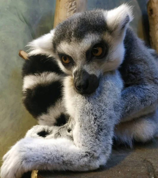 Havuçla tedavi edildikten sonra lemur 