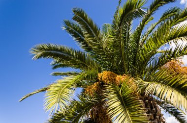 palmiye tatil duygularla