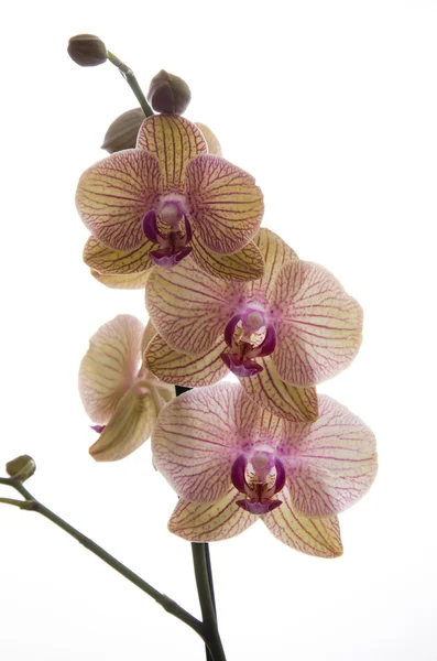 Un brach fiorito dei orchids e del romanticismo — Foto Stock