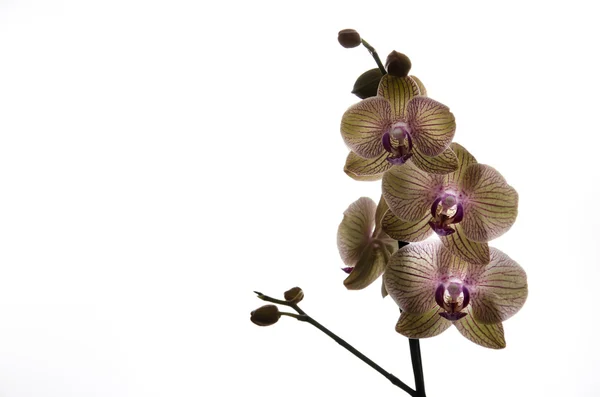 Orchidee e romanticismo sotto una luce traslucida — Foto Stock