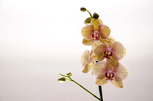 Orchidee e romanticismo — Foto Stock