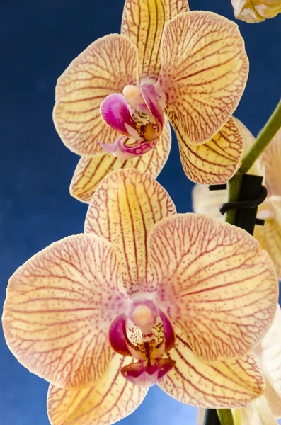 Due orchidee su uno sfondo blu pop — Foto Stock