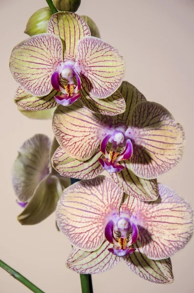Tre orchidee e sfondo rosa — Foto Stock