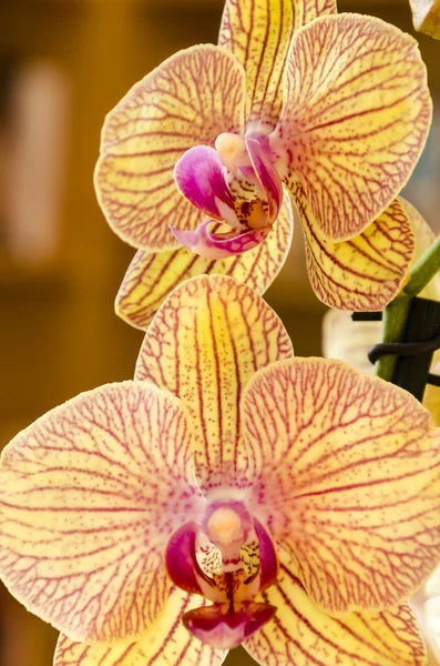 Due orchidee stanno fiorendo — Foto Stock