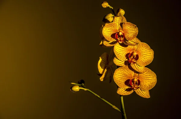 Orchidee e romanticismo — Foto Stock