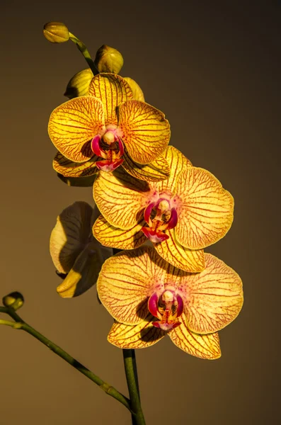 Três orquídeas e romance — Fotografia de Stock