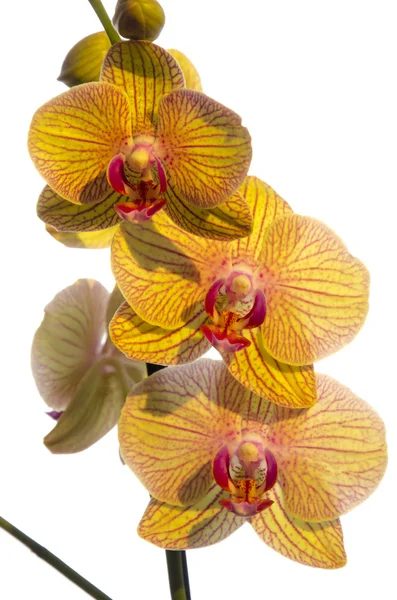 Tre orchidee gialle e rosse — Foto Stock