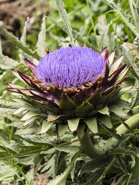 Artichoke flower blooming Royalty Free Stock Images