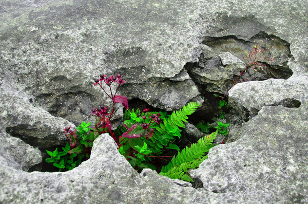 Бурреновская борьба
