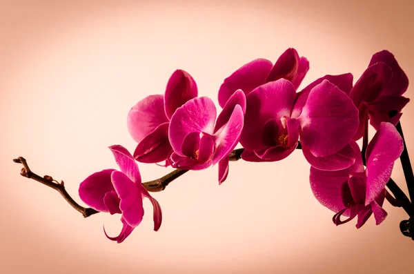 Un ramo fiorito dei orchids — Foto Stock