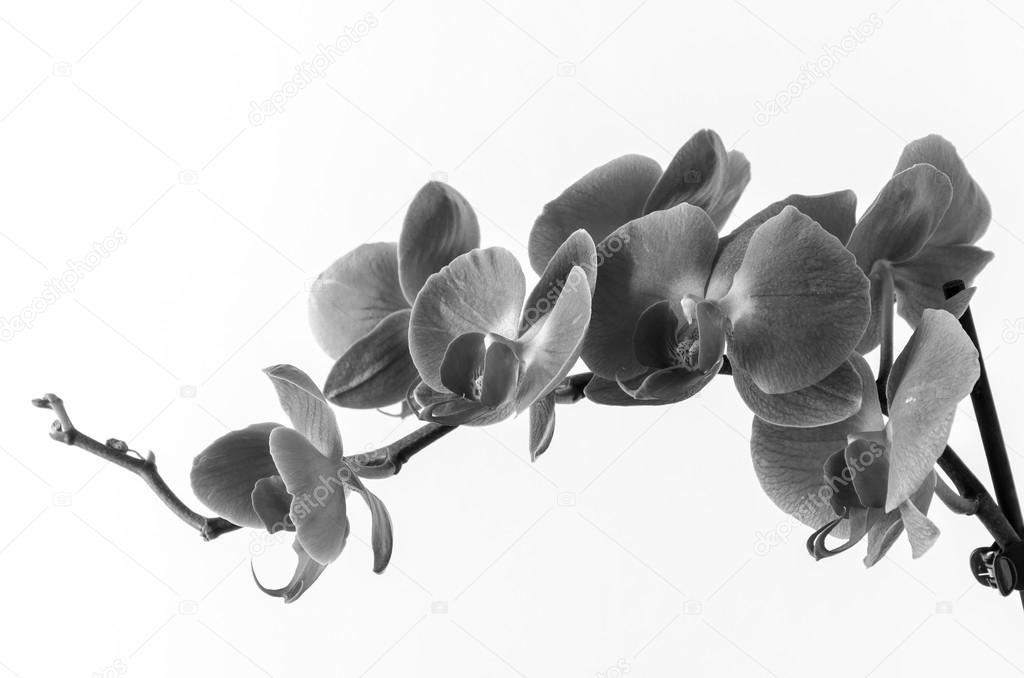 a bloomed branch of orchids