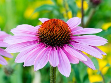 kırmızı ve pembe çiçek