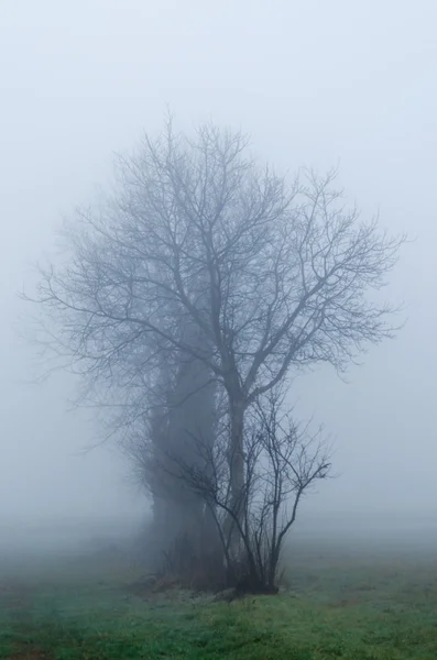 안개 속 의나무 — 스톡 사진