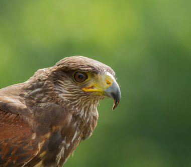 Bir Harris şahinin portresi.