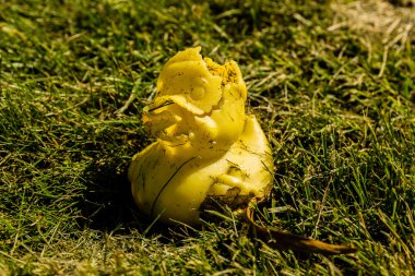 Kırık lastik ördek