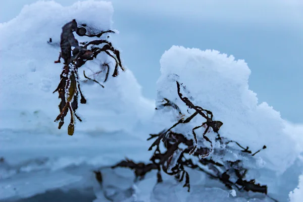 Seaweed stuck in ice — Stock Photo, Image