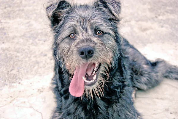 Happy puppy — Stock Photo, Image