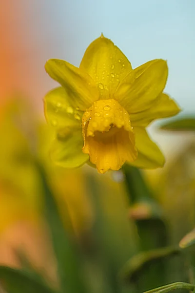 Flores de primavera —  Fotos de Stock