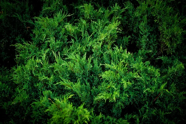 Sommer und grüne Blätter — Stockfoto