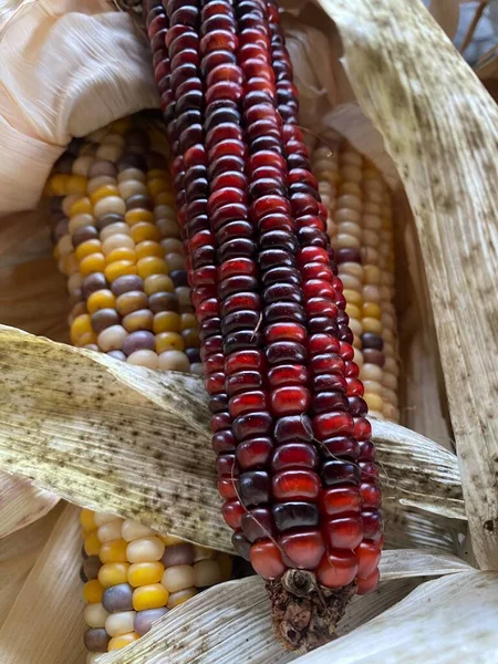 Festive corn for fall seasons. Summer corn.