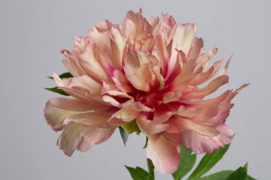 Gri arka planda izole edilmiş alışılmadık Pinot çiçeği.