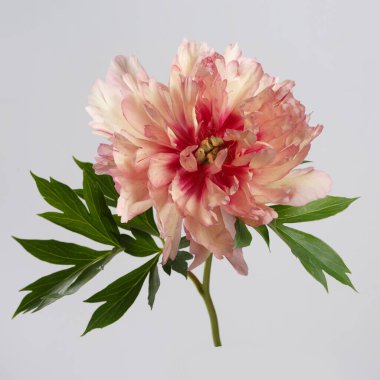 Gri arka planda izole edilmiş alışılmadık Pinot çiçeği.