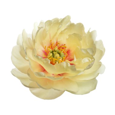 Beyaz arka planda izole edilmiş sıra dışı sarı şakayık..